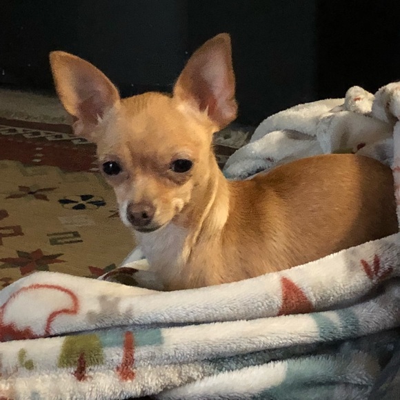 Meet your Posher, Selene - Picture 1 of 1